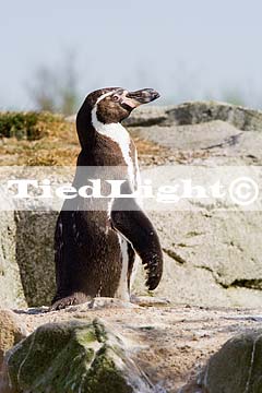 Pinguïn